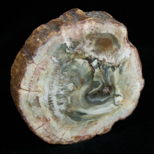 Petrified Wood - Limb Slice From Madagascar #1804